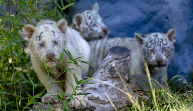 Argentina Tiger Triplets